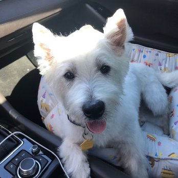 Breaking Bad Habits - The bully Prince! - Pet Training Near Me