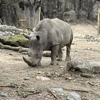 Philadelphia Zoo - Rhino - Zoos Near Me - Philadelphia, Pennsylvania