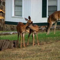Three Oaks On the Lake Resort - Frequent Visitors!