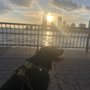 Photo of PetZenergy Pet Care