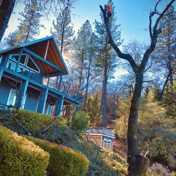 All Tree Service - Rotten oak - Tree Services Near Me All Tree Service - Rotten oak - Tree Services Near Me
