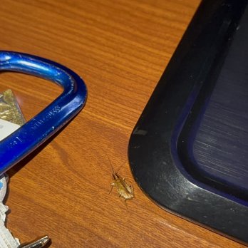 Best Western La Plata Inn - A different roach kept hovering around keys and other item placed on counter top! I suppose it was looking for food? - Hotels Near Me - La Plata, Maryland