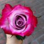 Photo of Mille Fiori