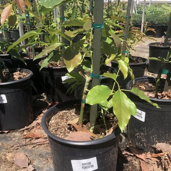 C Stars Nursery - Pinkerton avocado - Nurseries & Gardening Near Me - Gardena, California