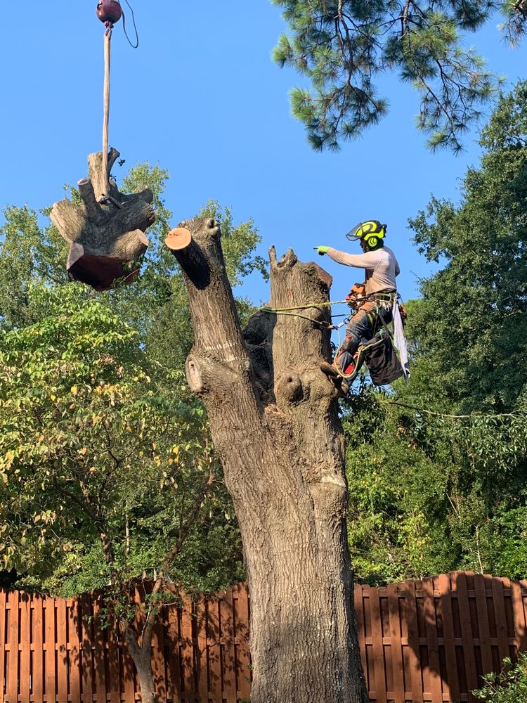 706 Tree and Stump - tree service in Augusta, GA