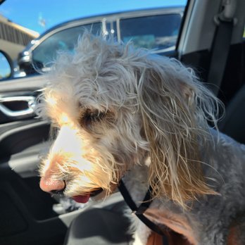Shampooches - Pet Groomers Near Me - Plant City, Florida