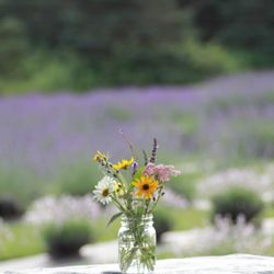 Spring Creek Lavender Farm - Date night on the lavender farm.
