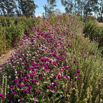 Sonoma Grey Barn Farm - Pick Your Own Farms Near Me - Sonoma, California Sonoma Grey Barn Farm - Pick Your Own Farms Near Me - Sonoma, California