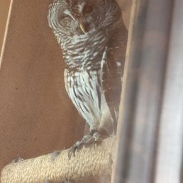 This Barred Owl is blind in his left eye left and is not able to be released back into the wild. This Barred Owl is blind in his left eye left and is not able to be released back into the wild.