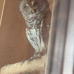 Ernie Miller Nature Center - This Barred Owl is blind in his left eye left and is not able to be released back into the wild.