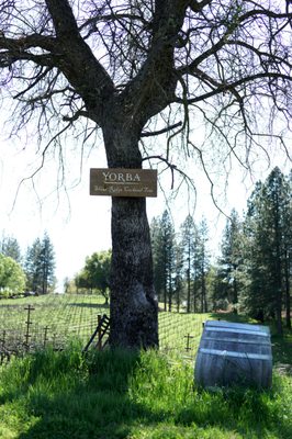 Yorba Wine Tasting by null