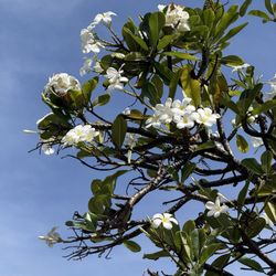 Lanikai Beach - Beautiful plumeria flowers send the most wonderful of scents through the salty sea breeze.