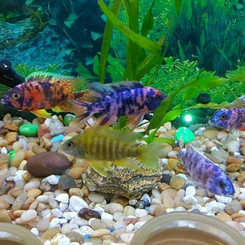 Golden Tropical World - Pet Services Near Me - Chicago, Illinois Golden Tropical World - Pet Services Near Me - Chicago, Illinois