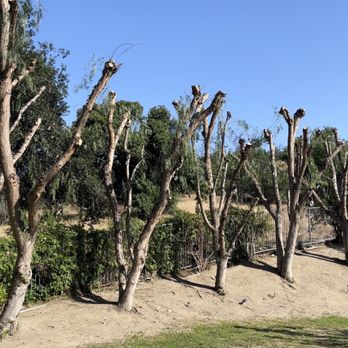M&M Tree Service - And more Pepper Trees!! - Tree Services Near Me - La Puente, California