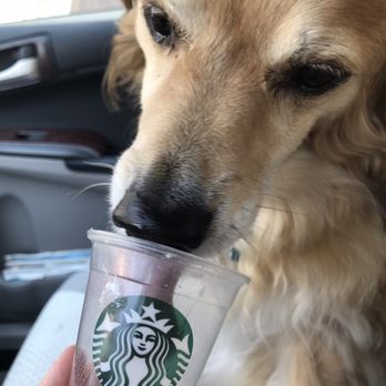 Starbucks - Enjoying a free pup cup - Coffee & Tea Near Me - Charleston, South Carolina Starbucks - Enjoying a free pup cup - Coffee & Tea Near Me - Charleston, South Carolina