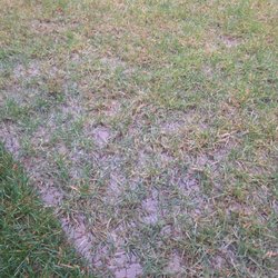 Holt Homes - Backyard drainage issue that Holt Homes walk away from.