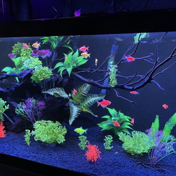 Floating Sea Aquatics - a fish tank with plants and fish - Themed Cafes Near Me - Jacksonville, Florida