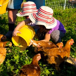 Kinnikinnick Farm - Feeding the chickens