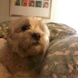 Garden District Animal Hospital - Hank