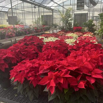 A & A Plants - Poinsettia selection - Nurseries & Gardening Near Me - Browns Summit, North Carolina