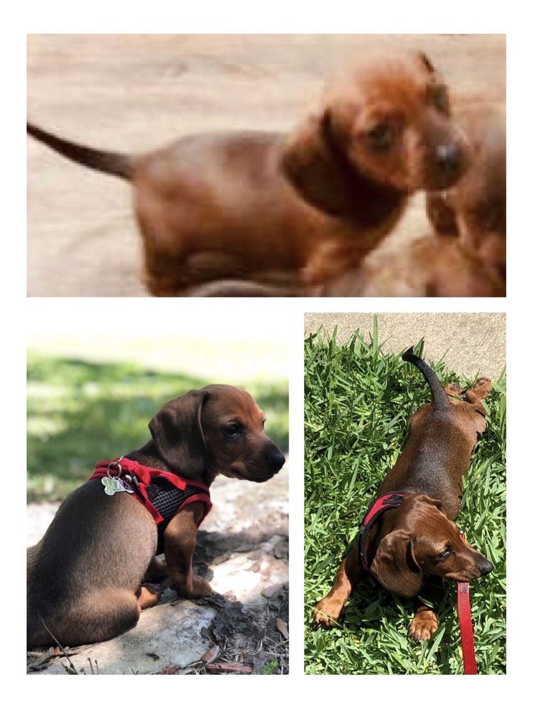 Animal Care At Twin Lakes Center - pet boarding facility in Jacksonville, FL