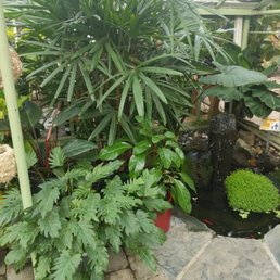 a tropical garden a tropical garden