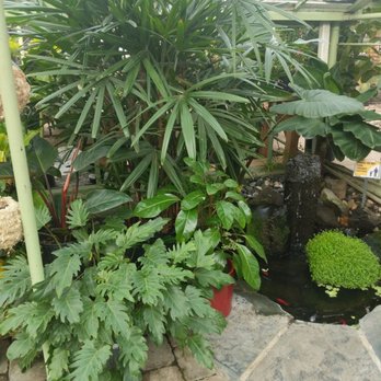 Drake's 7 Dees - a tropical garden - Nurseries & Gardening Near Me - Portland, Oregon Drake's 7 Dees - a tropical garden - Nurseries & Gardening Near Me - Portland, Oregon