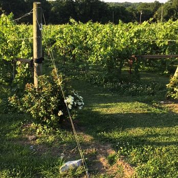 Arrington Vineyards - Wine Tasting Room Near Me - Arrington, Tennessee Arrington Vineyards - Wine Tasting Room Near Me - Arrington, Tennessee