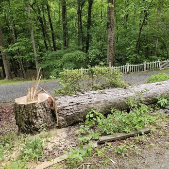 Skipper's Tree Service - Size of white oak. - Tree Services Near Me Skipper's Tree Service - Size of white oak. - Tree Services Near Me