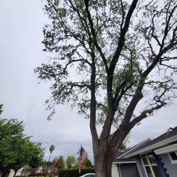 Arturo Tree Services - Before - Tree Services Near Me Arturo Tree Services - Before - Tree Services Near Me