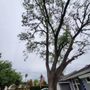 Photo of Arturo Tree Services