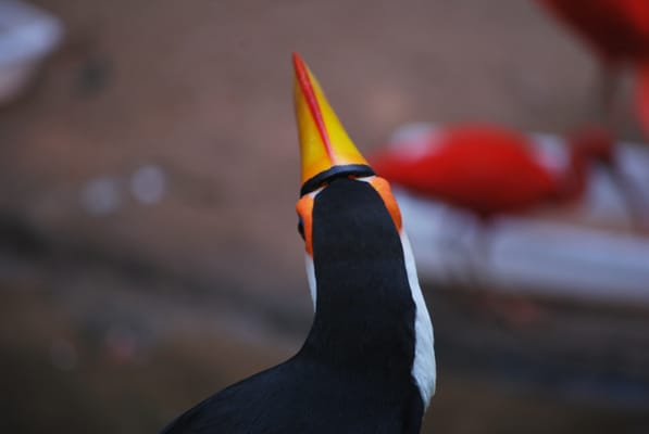 Parque das Aves by null