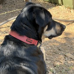 Fur Sure - Lily Henderson, three years old, Anatolian Mix.