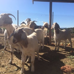 Garcia Produce - Cute Goats!