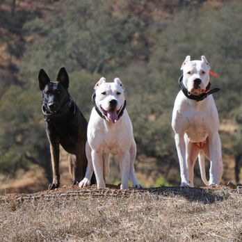 High Level K9 - Pet Training Near Me High Level K9 - Pet Training Near Me