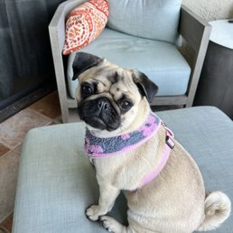 My little puggy! My little puggy!