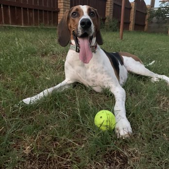 Wet Nose Training - Pet Training Near Me - San Antonio, Texas Wet Nose Training - Pet Training Near Me - San Antonio, Texas