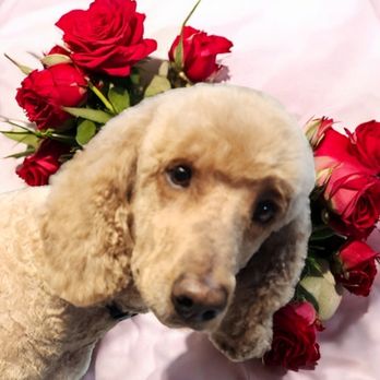 Tania's Dog Grooming - Happy Valentine's Day. - Pet Groomers Near Me Tania's Dog Grooming - Happy Valentine's Day. - Pet Groomers Near Me