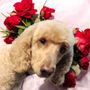 Photo of Tania's Dog Grooming