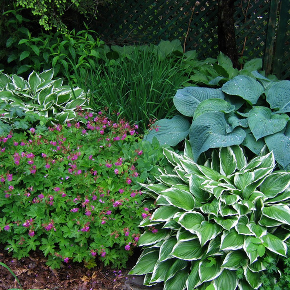 The Brownstone Gardener - a variety of plants in a garden - Landscaping Near Me The Brownstone Gardener - a variety of plants in a garden - Landscaping Near Me