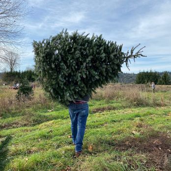 Snow Valley Christmas Tree Farm - Carrying our tree to the entrance. - Christmas Trees Near Me - Duvall, Washington Snow Valley Christmas Tree Farm - Carrying our tree to the entrance. - Christmas Trees Near Me - Duvall, Washington