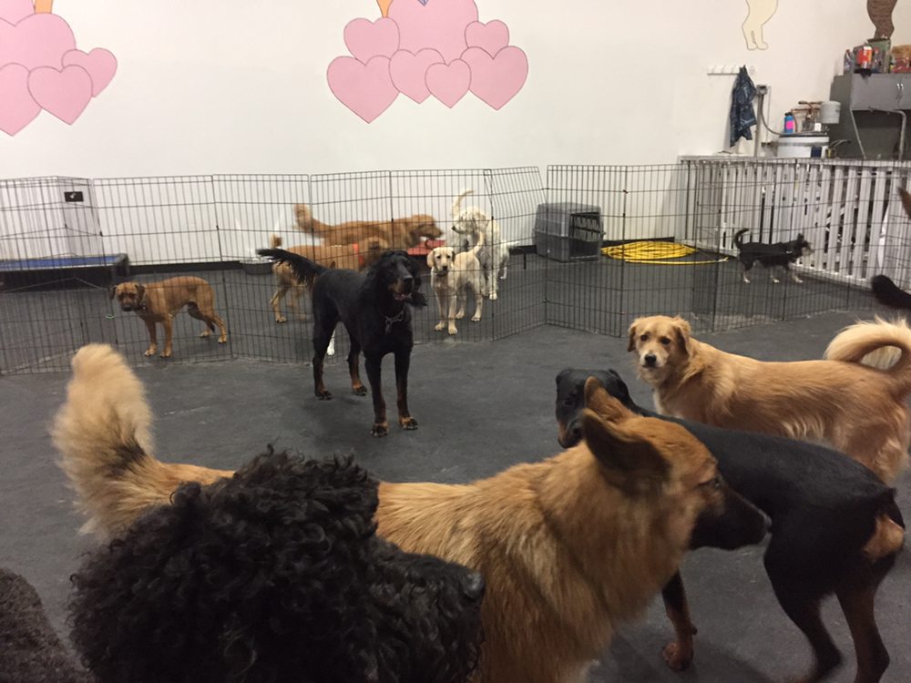 ALPINE K9 Updated October 2024 24 Photos 675 NE Hemlock Ave