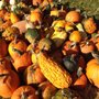 Photo of Grissom Lost Creek Orchard