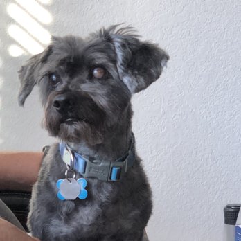 Land Of Paws - Grumbles the yorkiepoo - Pet Groomers Near Me - Simi Valley, California Land Of Paws - Grumbles the yorkiepoo - Pet Groomers Near Me - Simi Valley, California