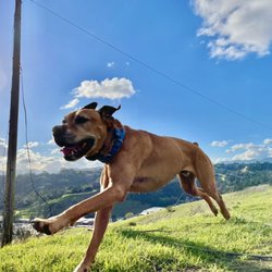 Sunshine K9