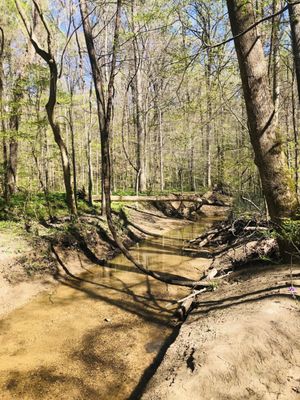 Meeman-Shelby Forest State Park by null