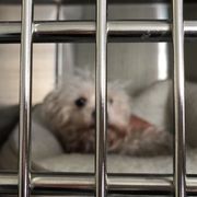 animal shelter on linden boulevard in brooklyn