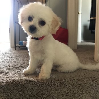 My Dog's Groomer - Pet Groomers Near Me - Melrose Park, Illinois My Dog's Groomer - Pet Groomers Near Me - Melrose Park, Illinois