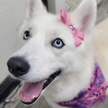Dog Stylez - Dog - Pet Groomers Near Me - Desert Hot Springs, California Dog Stylez - Dog - Pet Groomers Near Me - Desert Hot Springs, California