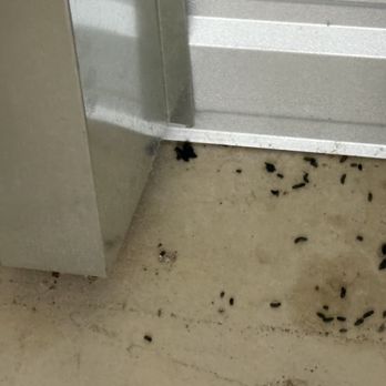 StorageMart - Rodent feces - Self Storage Near Me - San Antonio, Texas StorageMart - Rodent feces - Self Storage Near Me - San Antonio, Texas
